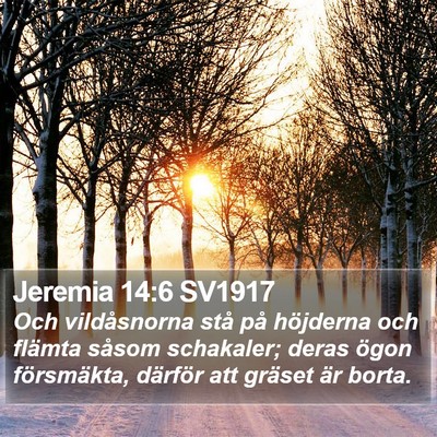 Jeremia 14:6 SV1917 Bible Verse Image