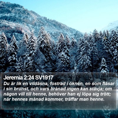 Jeremia 2:24 SV1917 Bible Verse Image