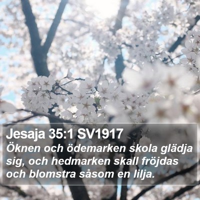 Jesaja 35:1 SV1917 Bible Verse Image