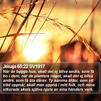 Jesaja 65:22 SV1917 Bible Verse Image