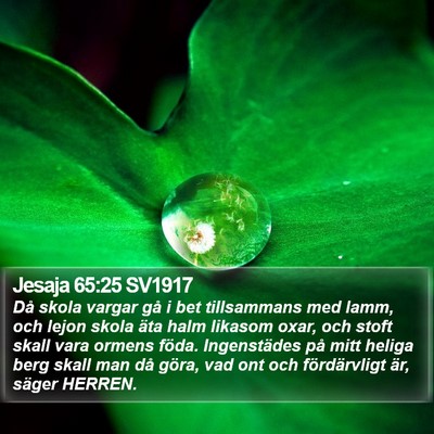 Jesaja 65:25 SV1917 Bible Verse Image