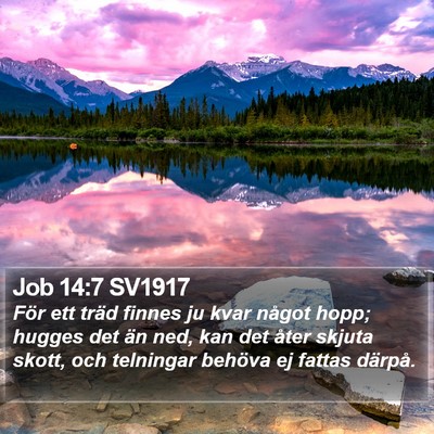 Job 14:7 SV1917 Bible Verse Image