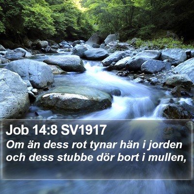 Job 14:8 SV1917 Bible Verse Image