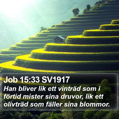 Job 15:33 SV1917 Bible Verse Image