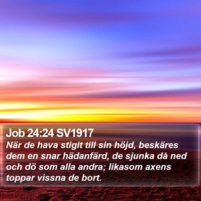 Job 24:24 SV1917 Bible Verse Image
