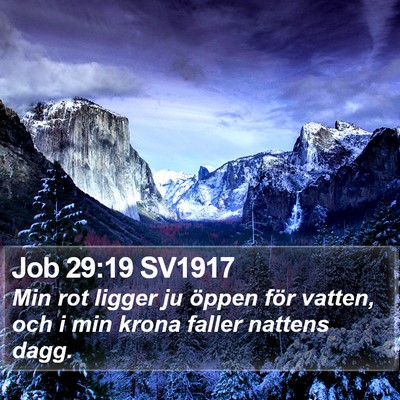 Job 29:19 SV1917 Bible Verse Image