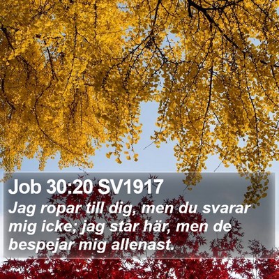 Job 30:20 SV1917 Bible Verse Image