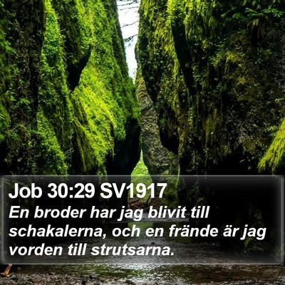 Job 30:29 SV1917 Bible Verse Image
