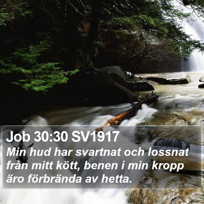 Job 30:30 SV1917 Bible Verse Image