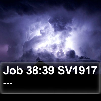 Job 38:39 SV1917 Bible Verse Image