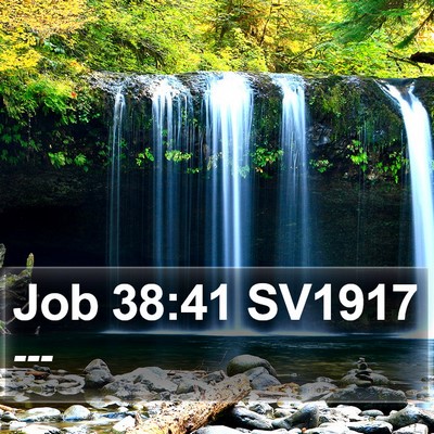 Job 38:41 SV1917 Bible Verse Image