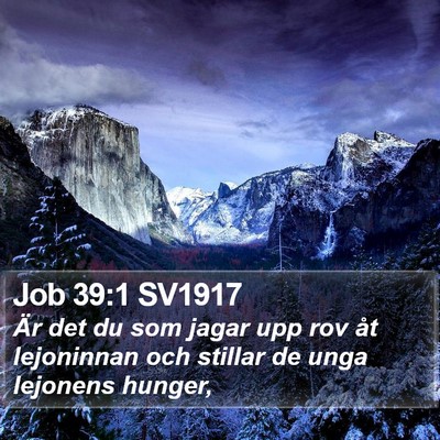 Job 39:1 SV1917 Bible Verse Image