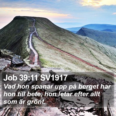 Job 39:11 SV1917 Bible Verse Image