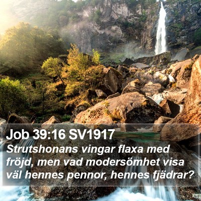 Job 39:16 SV1917 Bible Verse Image