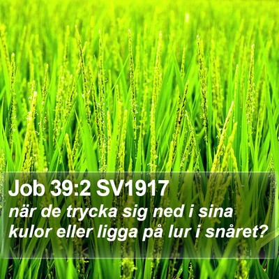 Job 39:2 SV1917 Bible Verse Image