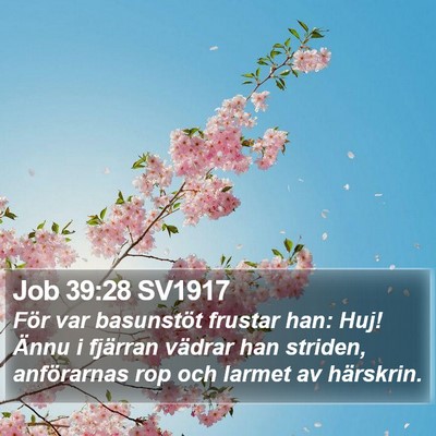 Job 39:28 SV1917 Bible Verse Image