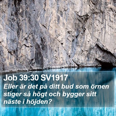 Job 39:30 SV1917 Bible Verse Image