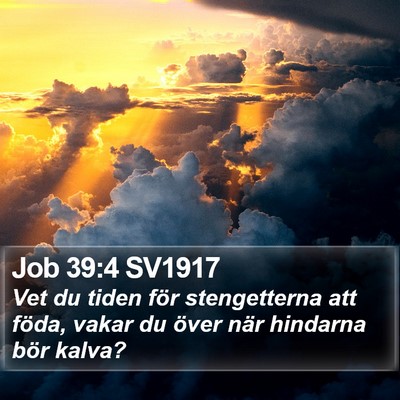 Job 39:4 SV1917 Bible Verse Image