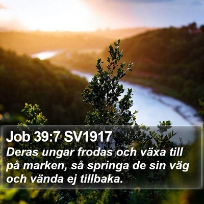 Job 39:7 SV1917 Bible Verse Image