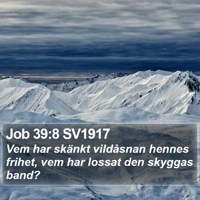 Job 39:8 SV1917 Bible Verse Image