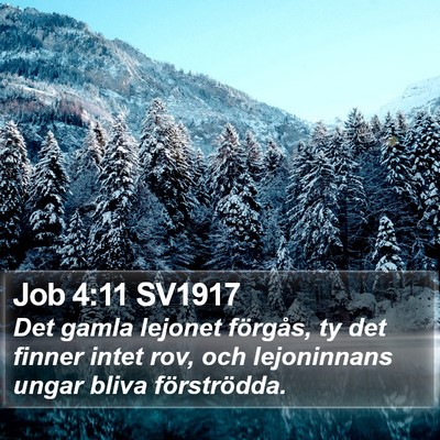 Job 4:11 SV1917 Bible Verse Image