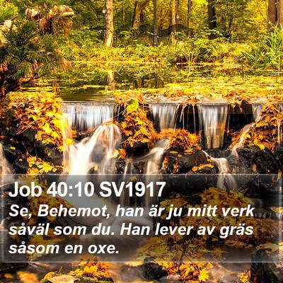Job 40:10 SV1917 Bible Verse Image