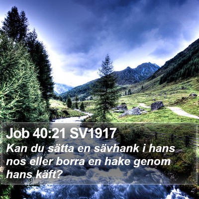 Job 40:21 SV1917 Bible Verse Image