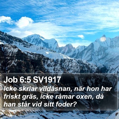 Job 6:5 SV1917 Bible Verse Image