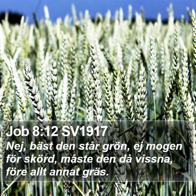 Job 8:12 SV1917 Bible Verse Image