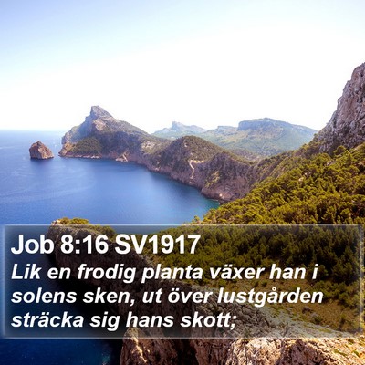 Job 8:16 SV1917 Bible Verse Image