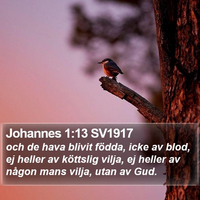 Johannes 1:13 SV1917 Bible Verse Image