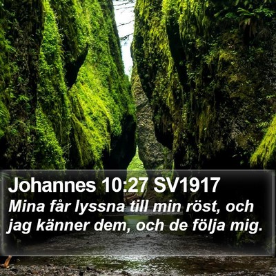 Johannes 10:27 SV1917 Bible Verse Image