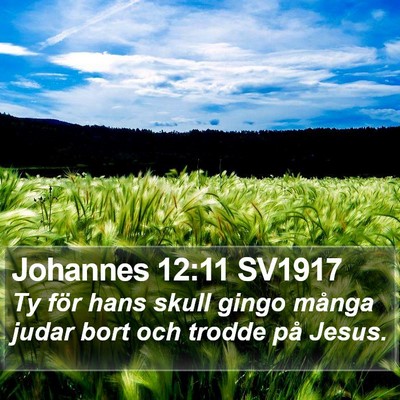 Johannes 12:11 SV1917 Bible Verse Image