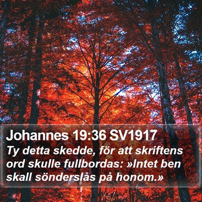 Johannes 19:36 SV1917 Bible Verse Image