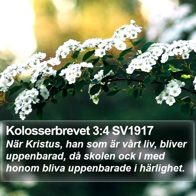Kolosserbrevet 3:4 SV1917 Bible Verse Image