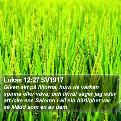 Lukas 12:27 SV1917 Bible Verse Image