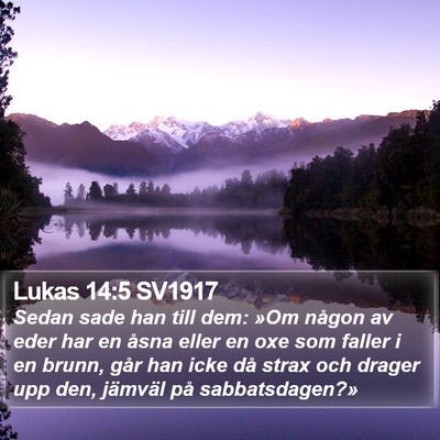 Lukas 14:5 SV1917 Bible Verse Image