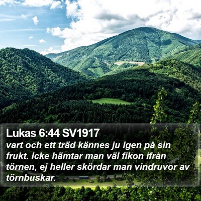 Lukas 6:44 SV1917 Bible Verse Image