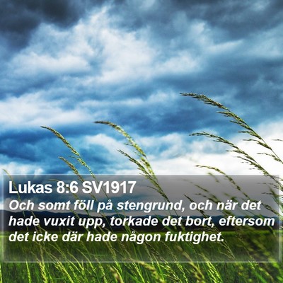 Lukas 8:6 SV1917 Bible Verse Image