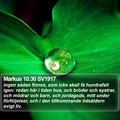 Markus 10:30 SV1917 Bible Verse Image