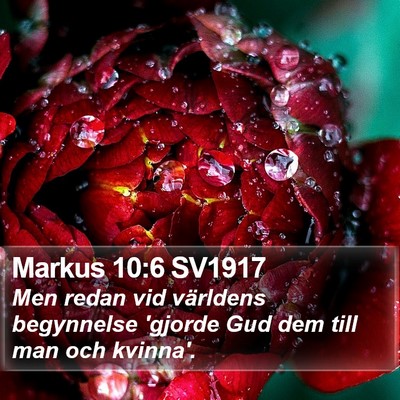 Markus 10:6 SV1917 Bible Verse Image