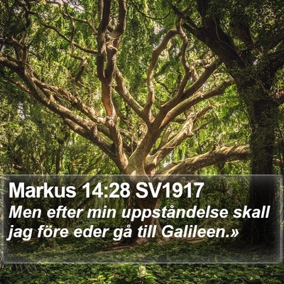 Markus 14:28 SV1917 Bible Verse Image