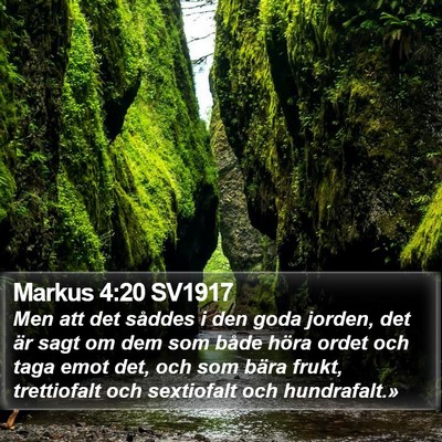 Markus 4:20 SV1917 Bible Verse Image