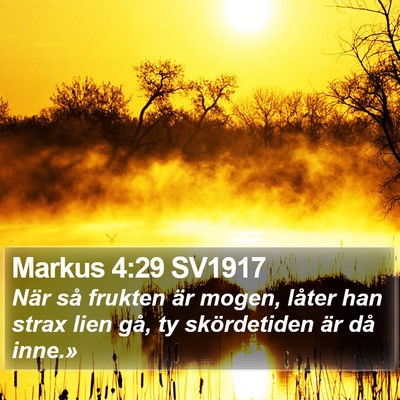 Markus 4:29 SV1917 Bible Verse Image