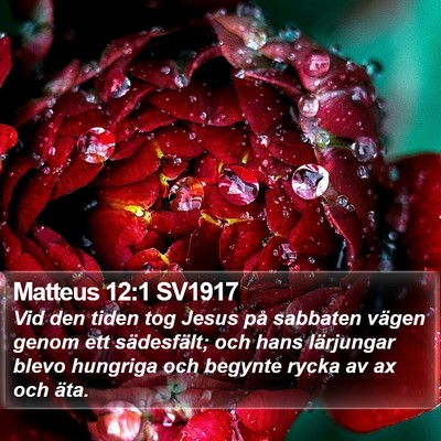 Matteus 12:1 SV1917 Bible Verse Image