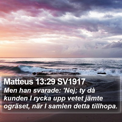 Matteus 13:29 SV1917 Bible Verse Image