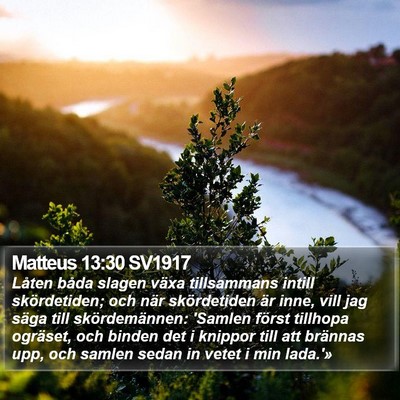 Matteus 13:30 SV1917 Bible Verse Image
