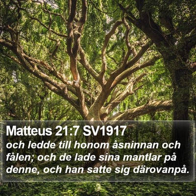 Matteus 21:7 SV1917 Bible Verse Image