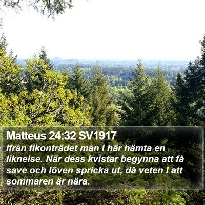 Matteus 24:32 SV1917 Bible Verse Image