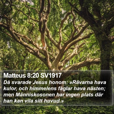Matteus 8:20 SV1917 Bible Verse Image